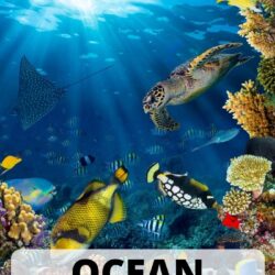 free ocean activities for preschoolers and toddlers