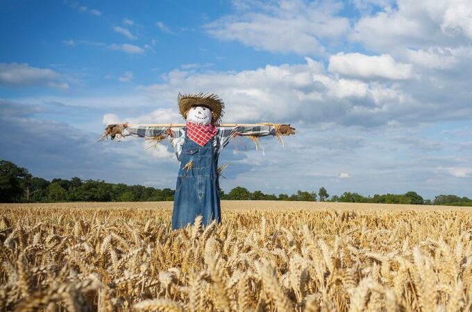 Over 16 activities for a preschool scarecrow theme. Activities include social-emotional learning, literacy, STEM, and much more!