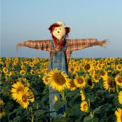 Over 16 activities for a preschool scarecrow theme. Activities include social-emotional learning, literacy, STEM, and much more!