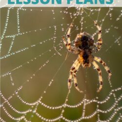 free spider preschool lesson plans and activities