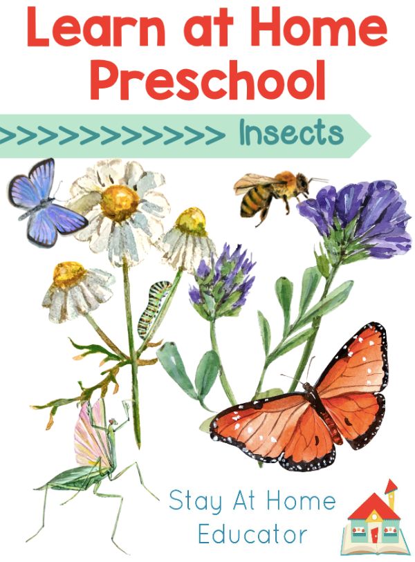 Learn all about insects with these free preschool insect lesson plans - perfect for your insect theme.