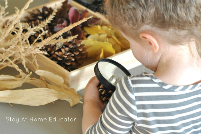 toddler looking at bin of natural materials from fall season like pine cones, fresh leaves, with pumpkins, gourds, and corn with magnifying glass