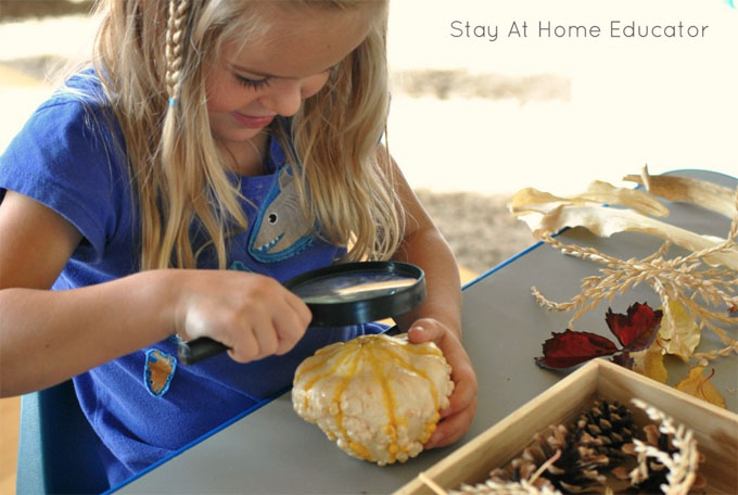 fall science activities for toddlers, toddler science sensory bin | toddler looking at bin of natural materials from fall season like pine cones, fresh leaves, with pumpkins, gourds, and corn with magnifying glass