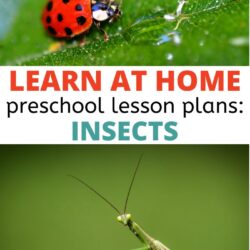 With over 15 insect activities for preschoolers, this bundle full of free activities is sure to help your preschool insect theme hit the mark!