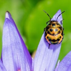 These free preschool insect lesson plans are full of hands-on learning activities, including art, math, literacy, and more.