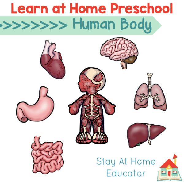 This set of 15+ human body activities for preschoolers is designed to help make your lesson planning easier. Download your free human body preschool lesson plans for fun and engaging ideas.