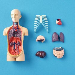 Learn all about the human body with these human body preschool lesson plans. These lessons are free and include over 15 different learning activities designed for preschoolers.