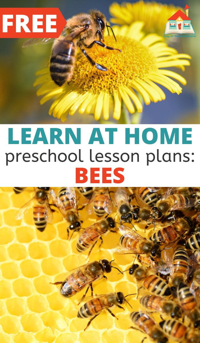 Bee themed learn at home preschool lesson plans