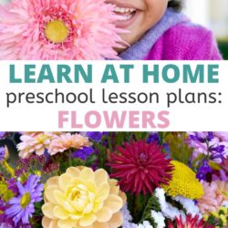 This set of free flower preschool lesson plans is ideal for planning your spring time preschool themes.
