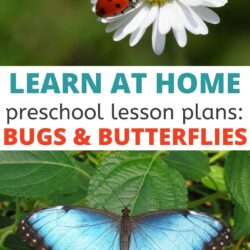 Butterfly on a flower image with text - free Learn at home preschool lesson plans about bugs and butterflies | bug activities for toddlers and preschoolers |