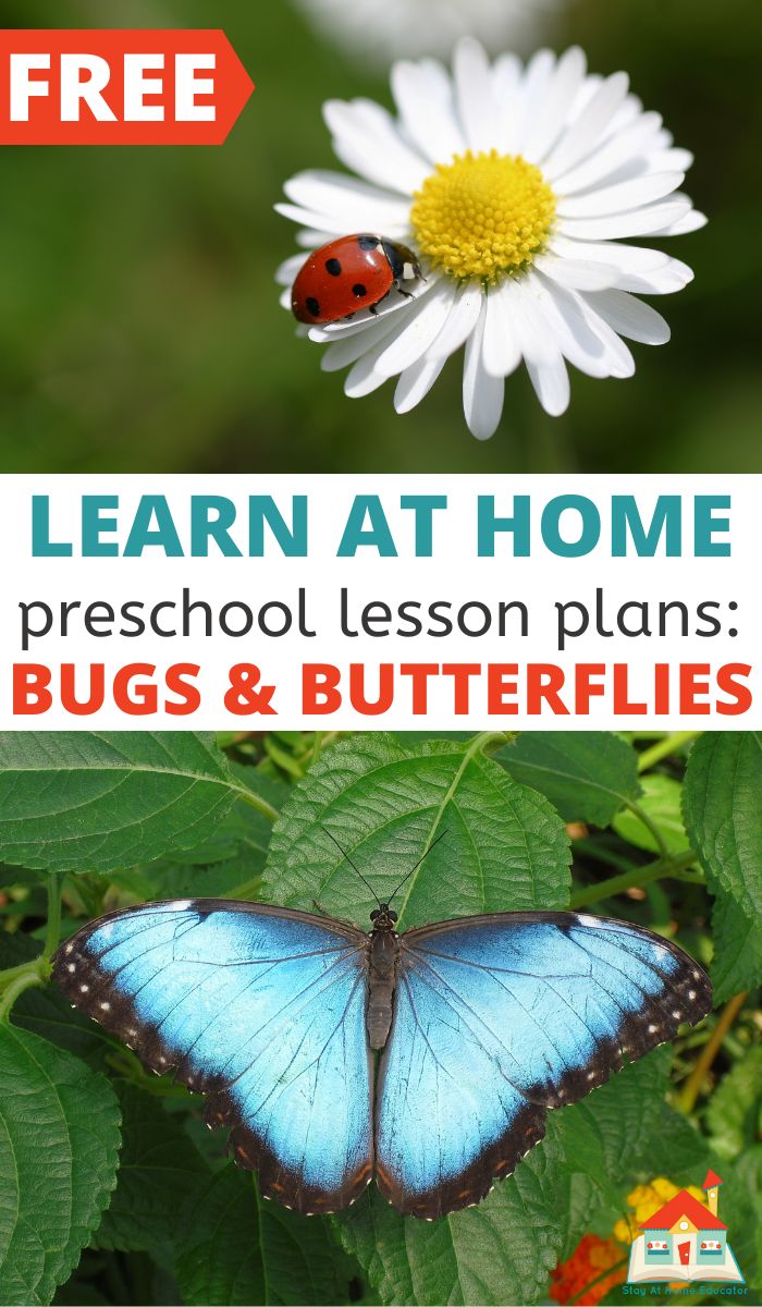 Learn at home preschool lesson plans about bugs and butterflies
