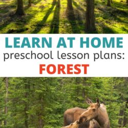 Free learn at home forest preschool lesson plans
