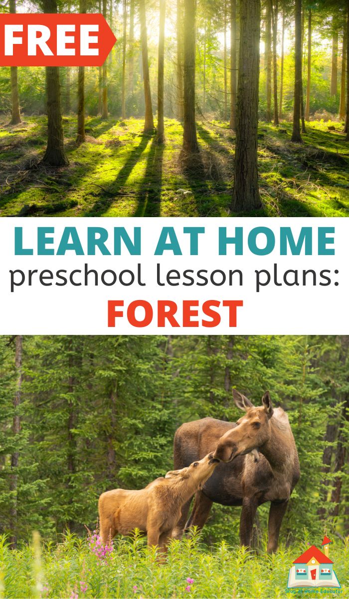 Free learn at home forest preschool lesson plans
