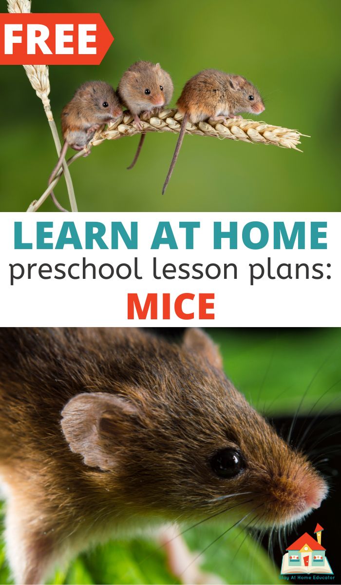 Free mice preschool lesson plans