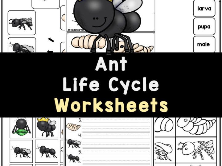 Image for FREE Ant Life Cycle for Kids Printable Worksheets