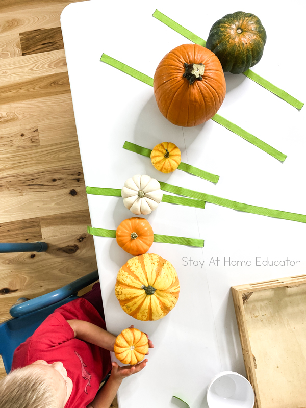 pumpkin math activities | pumpkin measurement activity for preschoolers | teaching measurement in kindergarten | measurement in real life | child estimating pumpkin activity