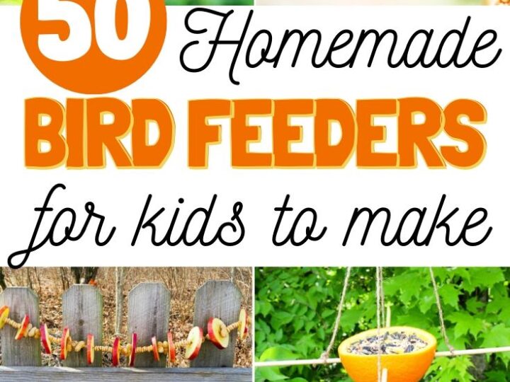 Image for The Best Homemade Bird Feeders and Birdseed Ornaments – The Ultimate Guide